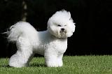 BICHON FRISE 422